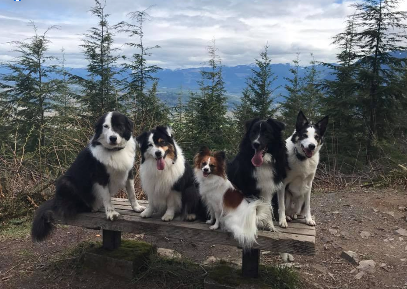 Kinship Dog and Puppy Training - North Bend